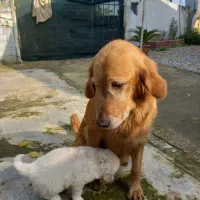 گلدن ماده|سگ|ساری, |دیوار