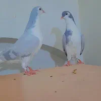 دو عدد جوجه ساده|پرنده|کاشمر, |دیوار