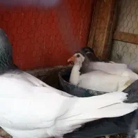 کبوترگلپنبه ای|پرنده|اصفهان, جویباره|دیوار