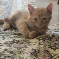 بچه گربه گم شده