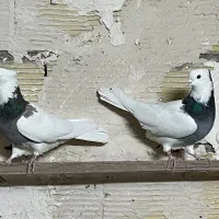 کبوتر طوقی|پرنده|رزن, |دیوار