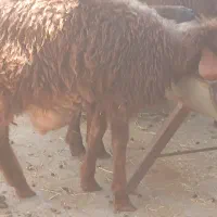 بره|حیوانات مزرعه|شیروان (خراسان), |دیوار