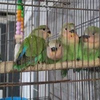 جفت طوطی برزیلی|پرنده|اهواز, کوی بشارت|دیوار