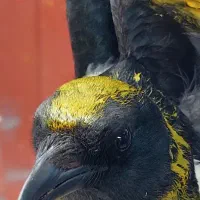 کله زرد نوک سیاه