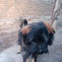 حیوانات خانگی|سگ|سبزوار, قصبه شرقی|دیوار