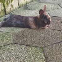 فروش خرگوش نیمه لپی خونگی|موش و خرگوش|بندر انزلی, انصار الحسین|دیوار