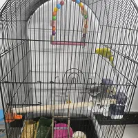 عروس هلندی و مرغ عشق قفس|پرنده|چناران, |دیوار