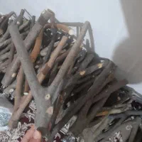 شاخه درخت
