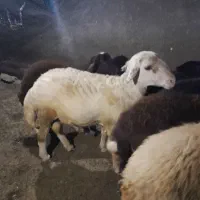 قوچ افشار