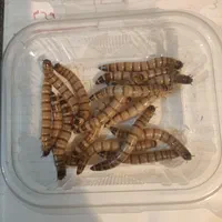 میلورم زرد طلایی|خزنده|اهواز, حصیرآباد|دیوار