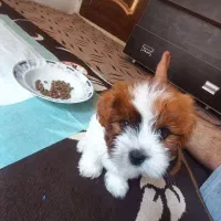 سگ پودل کراس ۲ ماه