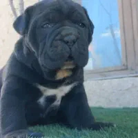 توله کن کورسو کنکورسو ماستیف ایتالیایی شجره فول