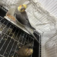 عروس پاریس مو ولد بشرط