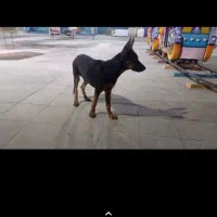 تول سگ ژرمن ۴ ماه|حیوانات|اهواز, کوی پیروزی|دیوار