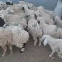 بره نر و ماده|حیوانات مزرعه|بافت, |دیوار