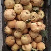 میوه به|خوردنی و آشامیدنی|قم, آزادگان|دیوار