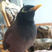 مرغ مینا سخنگو