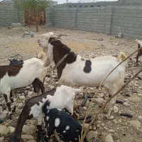 نری پاکستانی|حیوانات مزرعه|قلعه قاضی, |دیوار