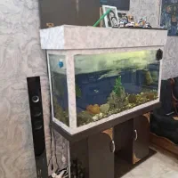 لجنخوار|ماهی|پردیس, فاز ۶|دیوار