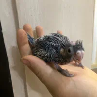 جوجه عروس سرلاکی(بالغ و جفت مولد)|پرنده|رشت, یخسازی|دیوار