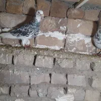 گفتر ۱۰|پرنده|نیشابور, مازول|دیوار