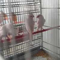 قناری ماده موزاییکی سرخ اورجینال|پرنده|کرمانشاه, |دیوار