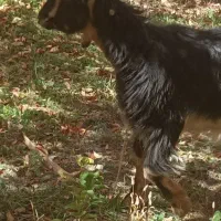 بزغاله|حیوانات مزرعه|پادنا علیا, |دیوار