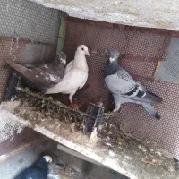 کبوتر|پرنده|آشخانه, |دیوار