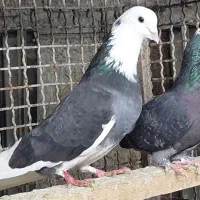 کبوتر ابلغی   درجه یک