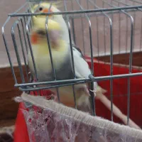 فروش یک عدد عروس هلندی نر دوکت|پرنده|کاکی, |دیوار