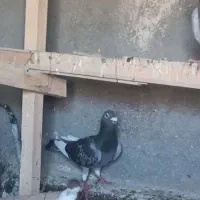 ۱۸عدد کفتر چاشنی
