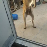 سگ ژرمن|سگ|کرمانشاه, |دیوار