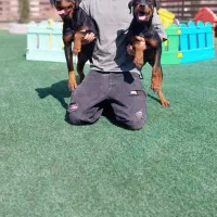 سگ روتویلر پوز دلقکی