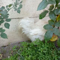 خروس ابریشمی پنج انگشت گوشواره آبی|حیوانات مزرعه|ری, دولتآباد|دیوار