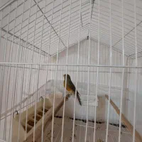 فروش قناری ابلغ