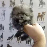 فرنچ بولداگ، پامر، شی هوا هوا، پیکینیز|سگ|اصفهان, فیض|دیوار