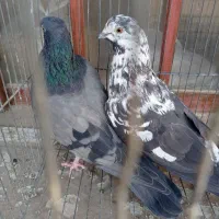 کبوتر تکی|پرنده|اصفهان, ملک‌شهر|دیوار