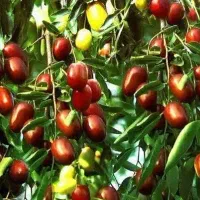 پیش فروش نهال عناب چینی یکساله|خدمات باغبانی و درختکاری|نهاوند, |دیوار