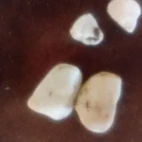 سنگ سفیدفروش دررشت