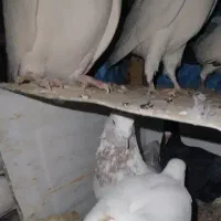 ملقی کلافه