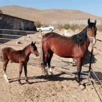 اسب مادیون بهمراه کره و اسب نریون