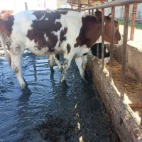 گوساله ماده مونت داشتی نژاد شیری