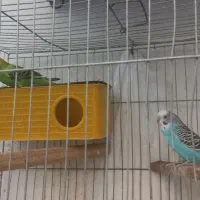 جفت مرغ عشق|پرنده|تهران, بیسیم|دیوار