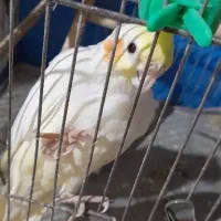 طوطی عروس ماده|پرنده|رشت, آب و برق|دیوار