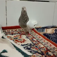 کبوترکله ابرکلاهی