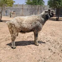 قوچ سوز بختیاری