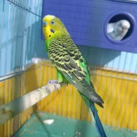 مرغ عشق مولد بلند فروش فوری