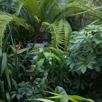 فروش کل گل های آپارتمانی یکجا به علت جابه جایی