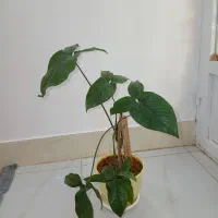 گل‌ بالا رونده زیبا