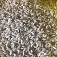 برنج عنبربو نوین به شرط پخت درمیدان میوه و تره بار|عمده‌فروشی|کرمانشاه, |دیوار